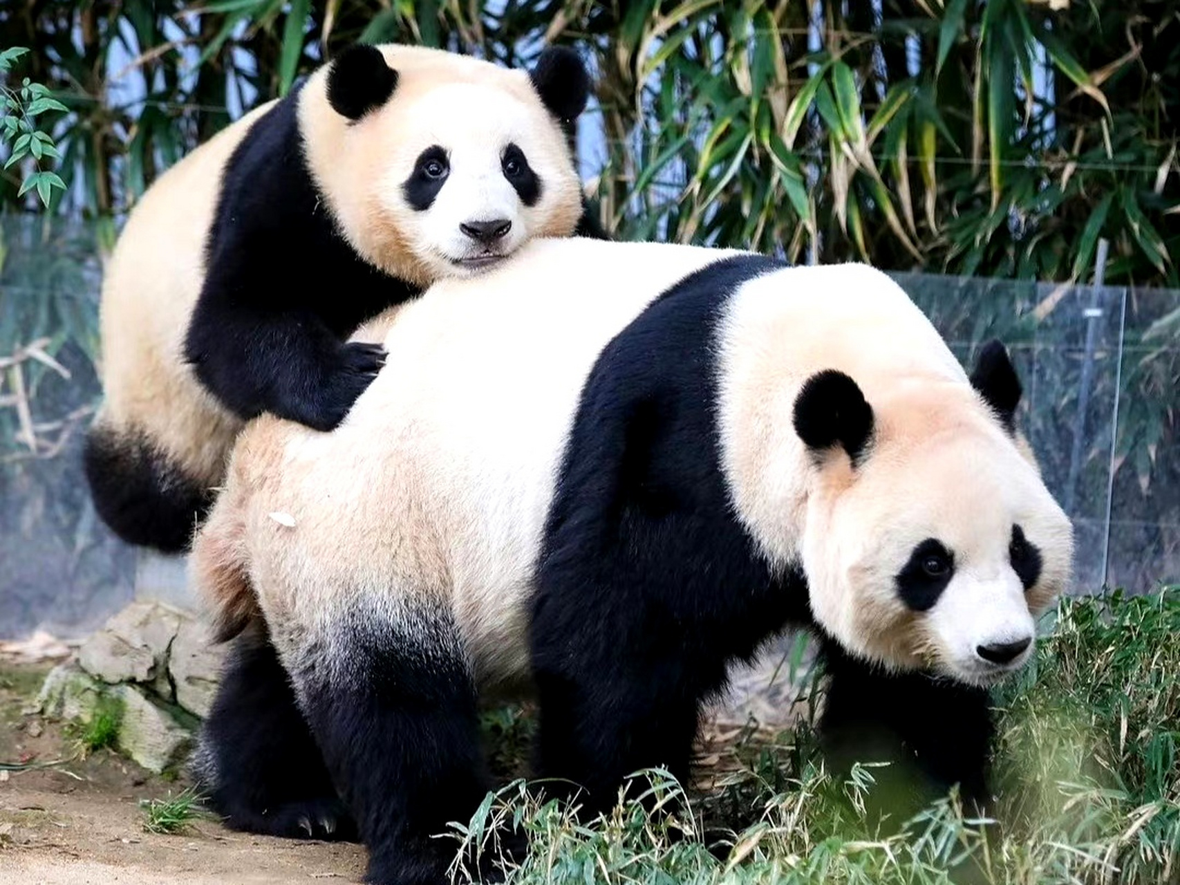 姜爷爷和宋爷爷把福宝一家人都养成了肉嘟嘟的可爱团子,看着好想rua!