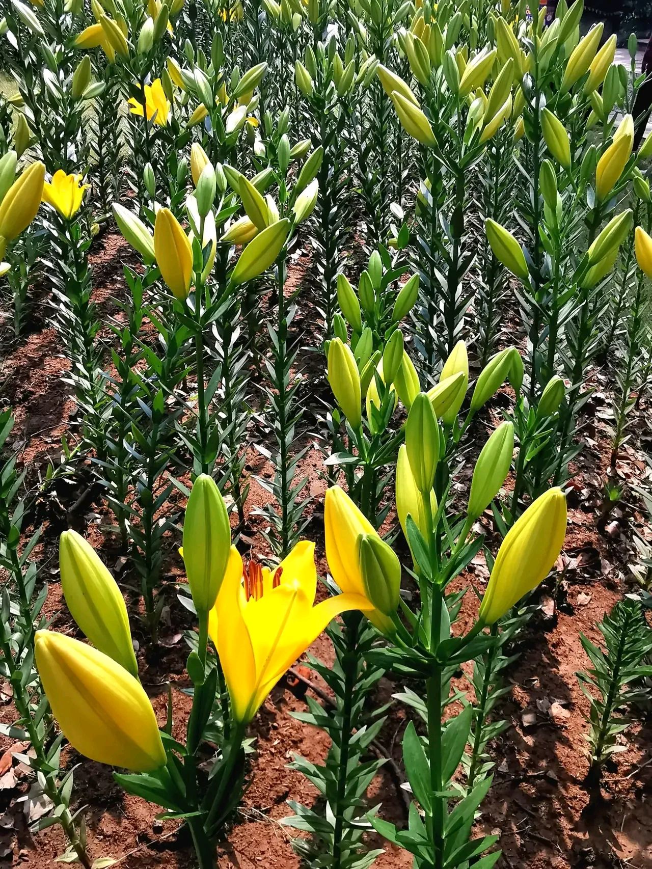 百合花珠芽图片