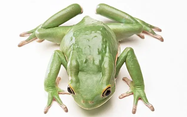 青蛙有几个指头?