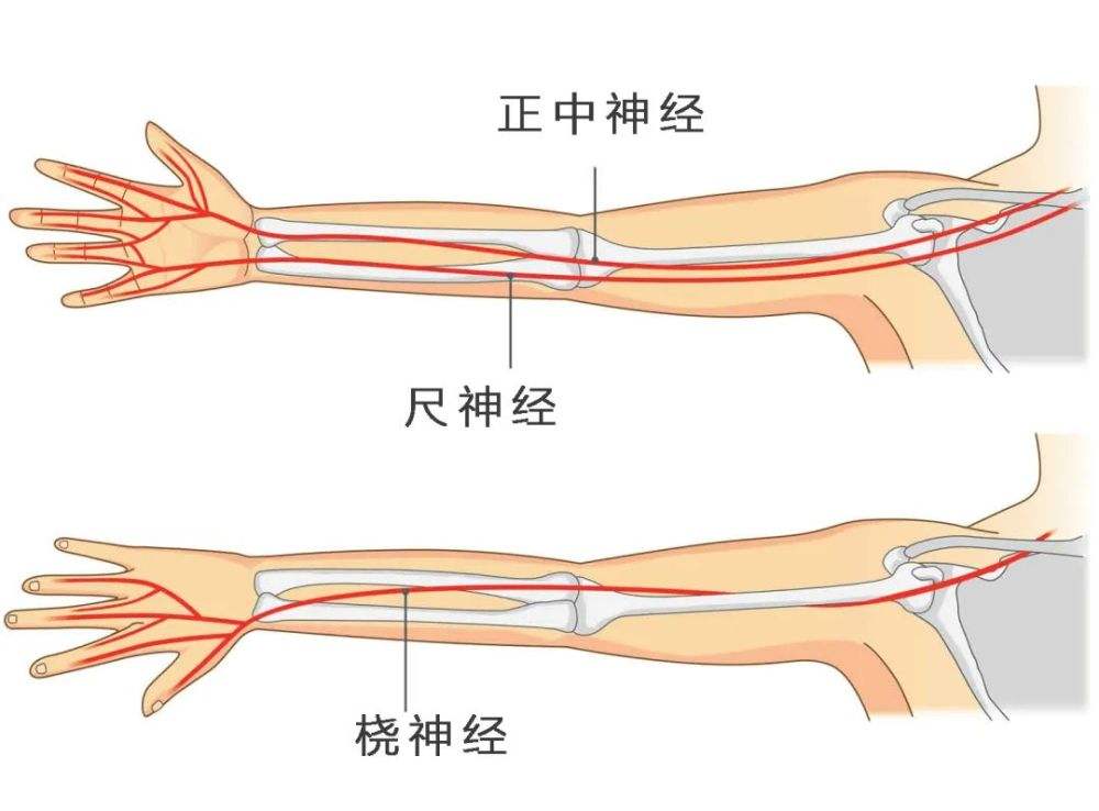 正中神经走行图片