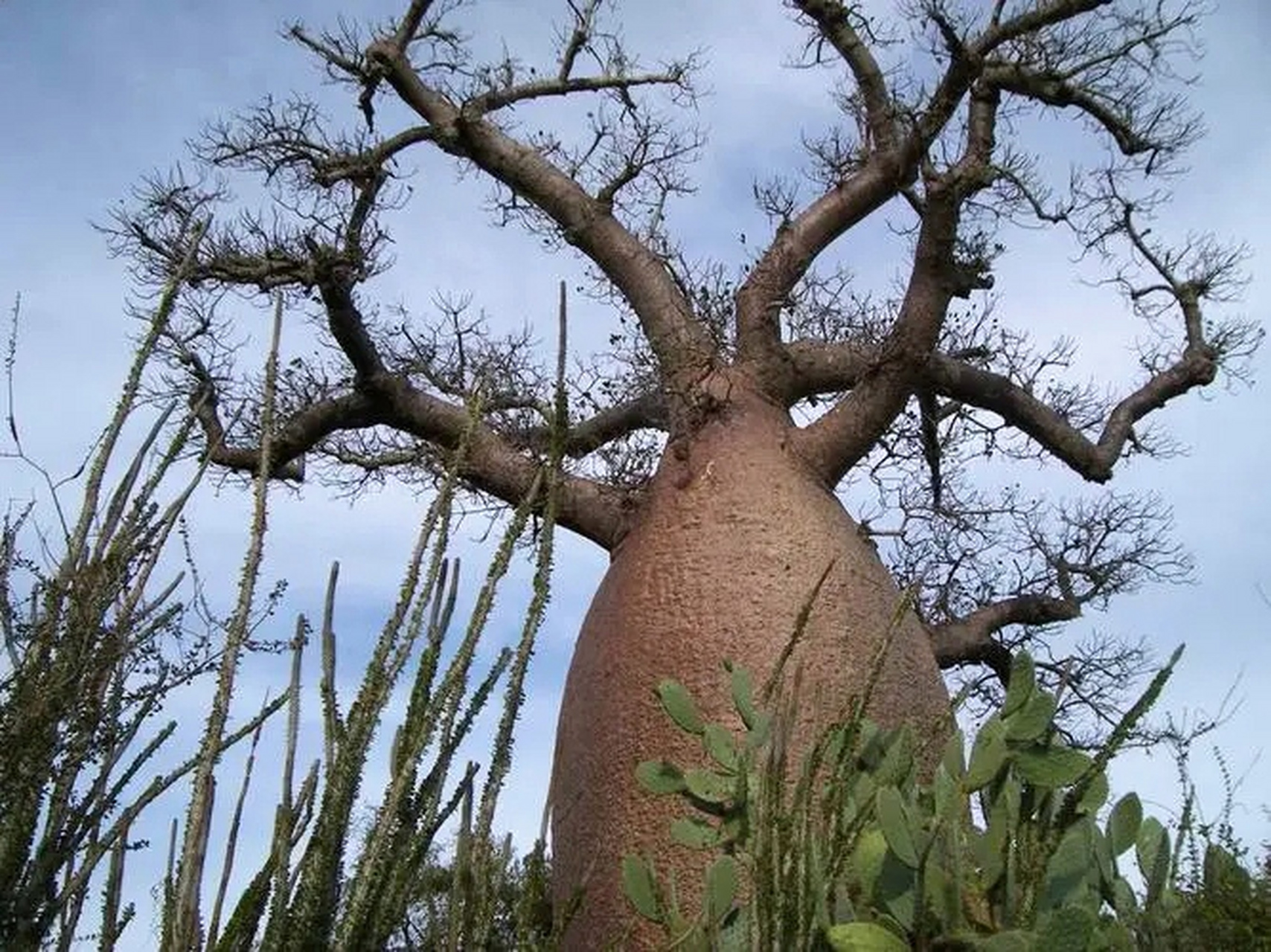 猴面包树,又称波巴布树,是木棉科猴面包树属的落叶乔木.其树干粗壮.  