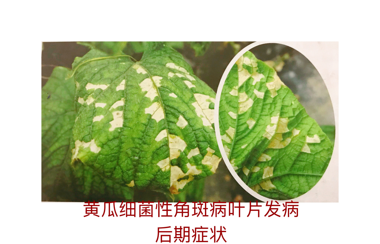黄瓜细菌性角斑病的症状与防治方法
