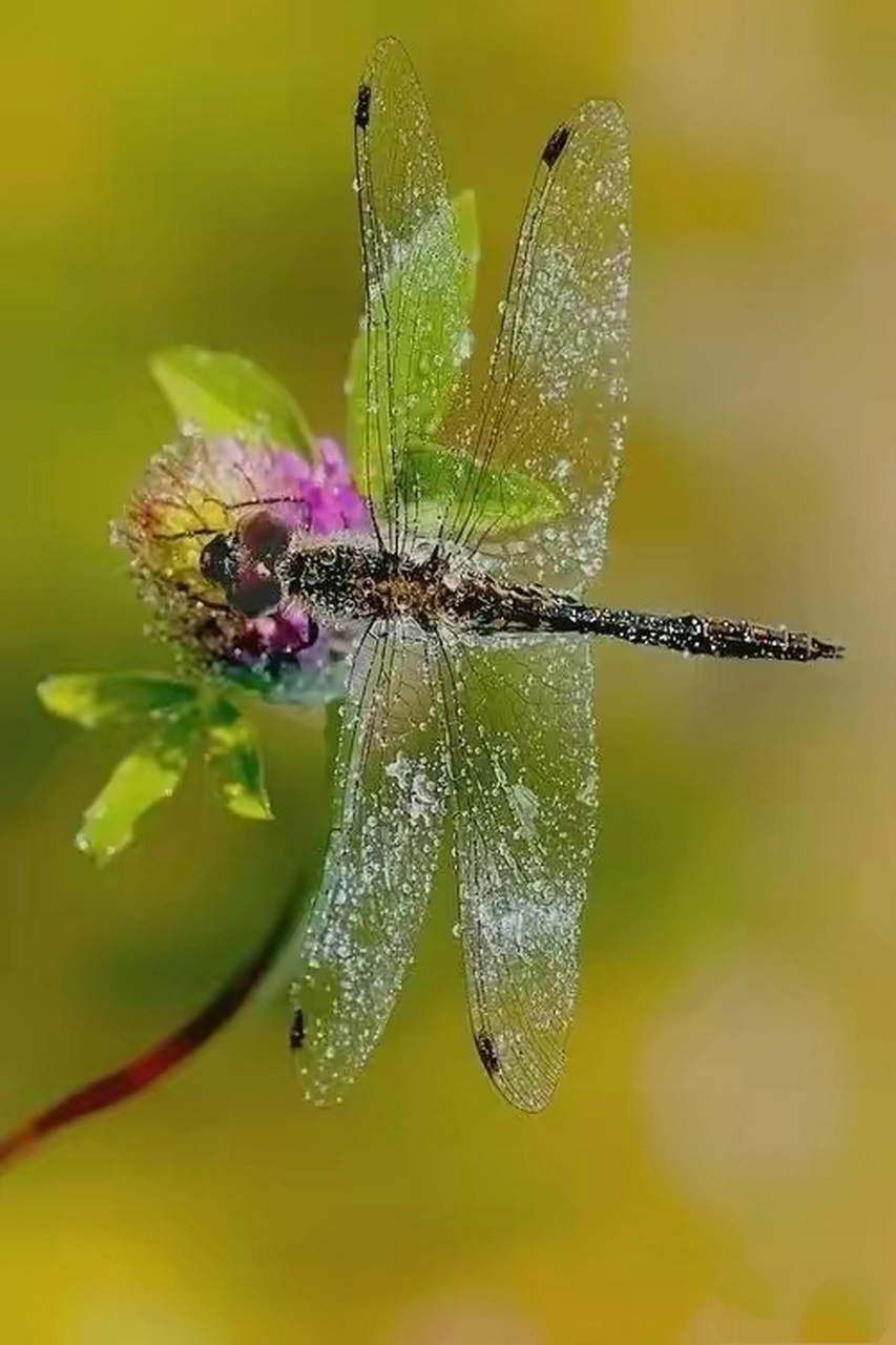 在摄影师的镜头下,虫与花发生了有趣的互动,来自微距摄影金奖作品欣赏