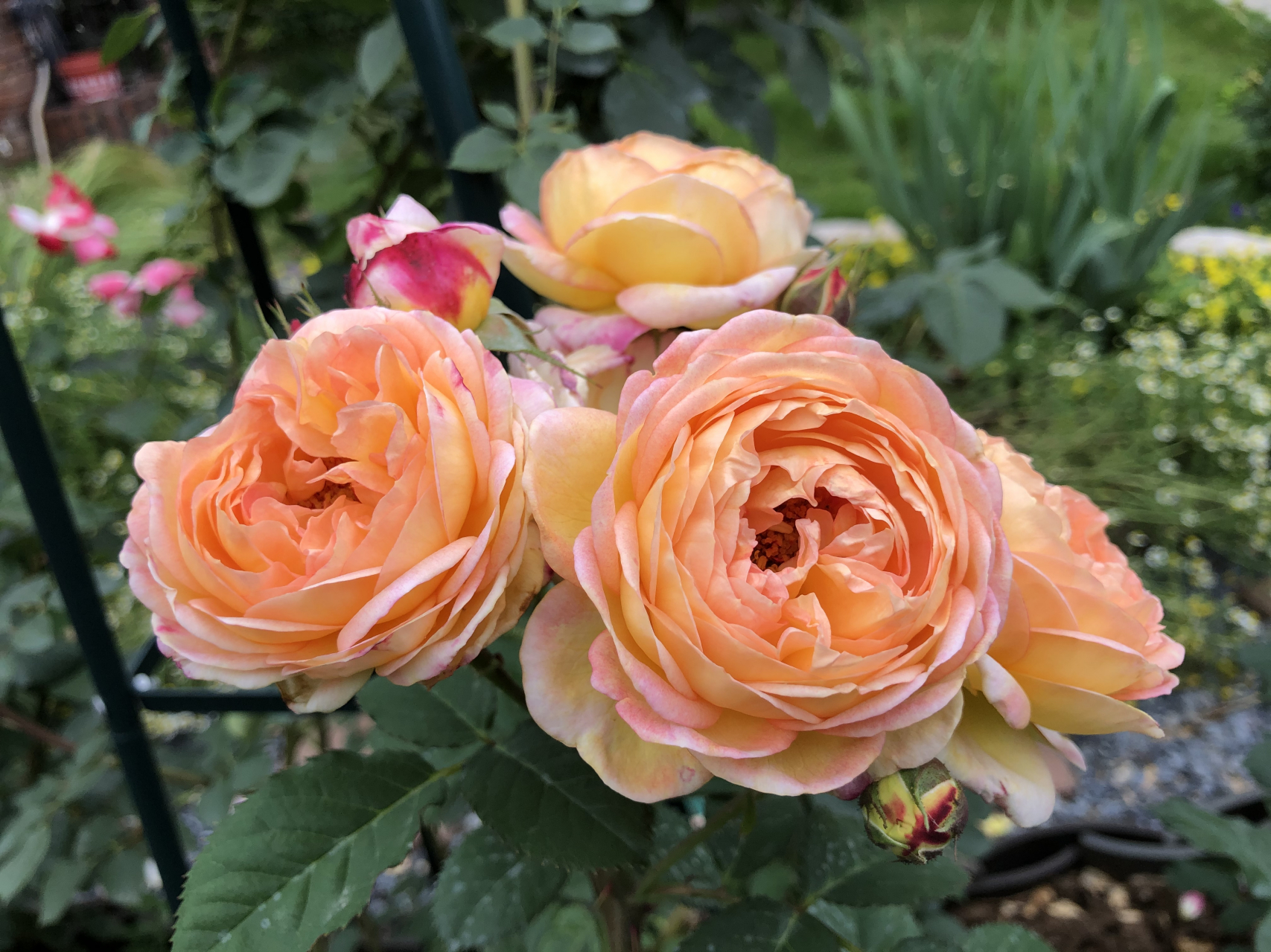 会变色的月季罗曼尼.詹森.