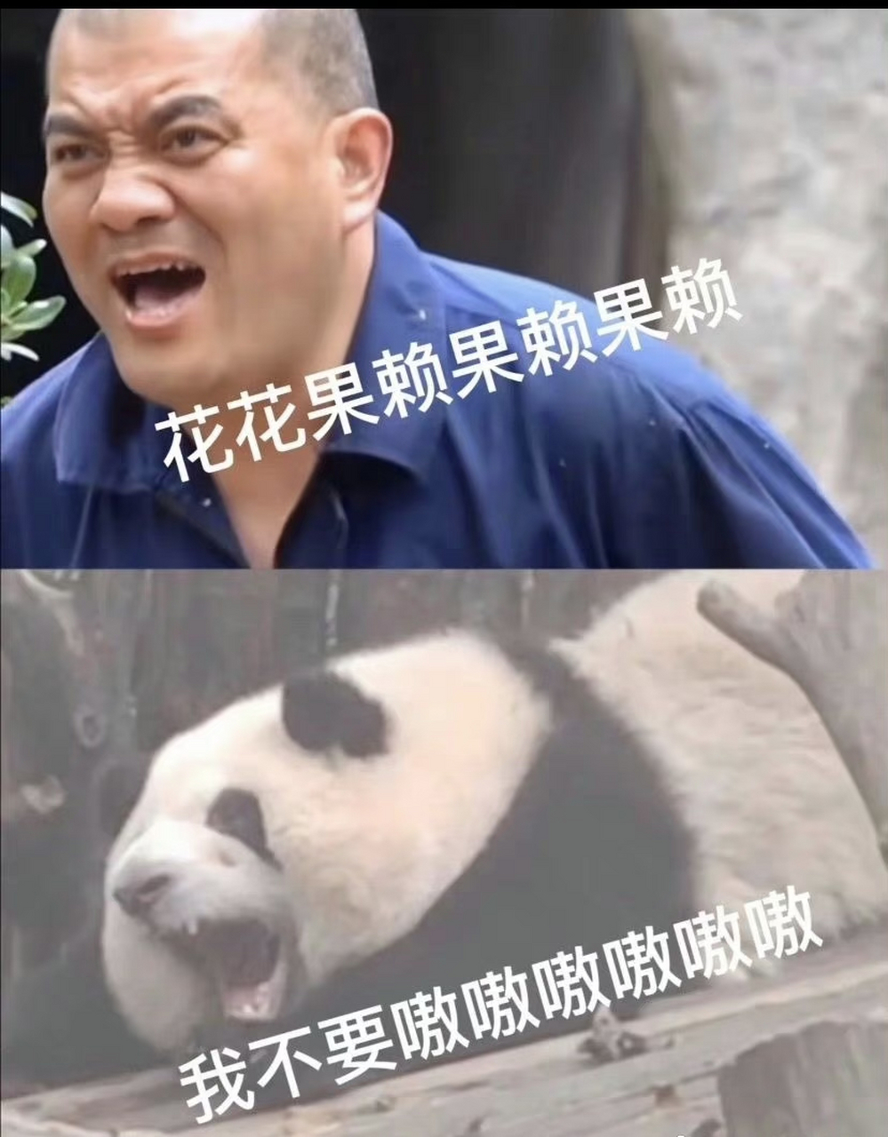 花花和谭爷爷表情包笑疯我了|||哈哈哈哈哈哈哈哈哈今日快乐源泉,暴躁