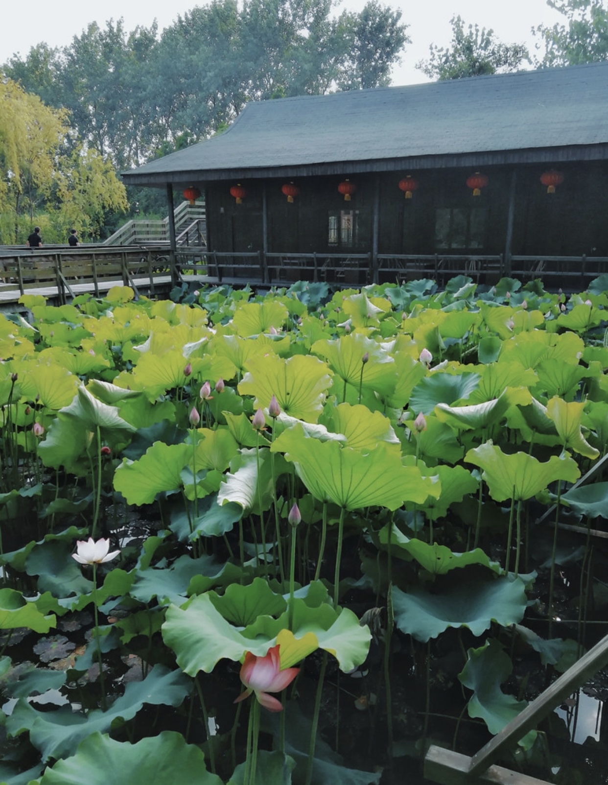 江苏省——姜堰市溱湖旅游景区5a