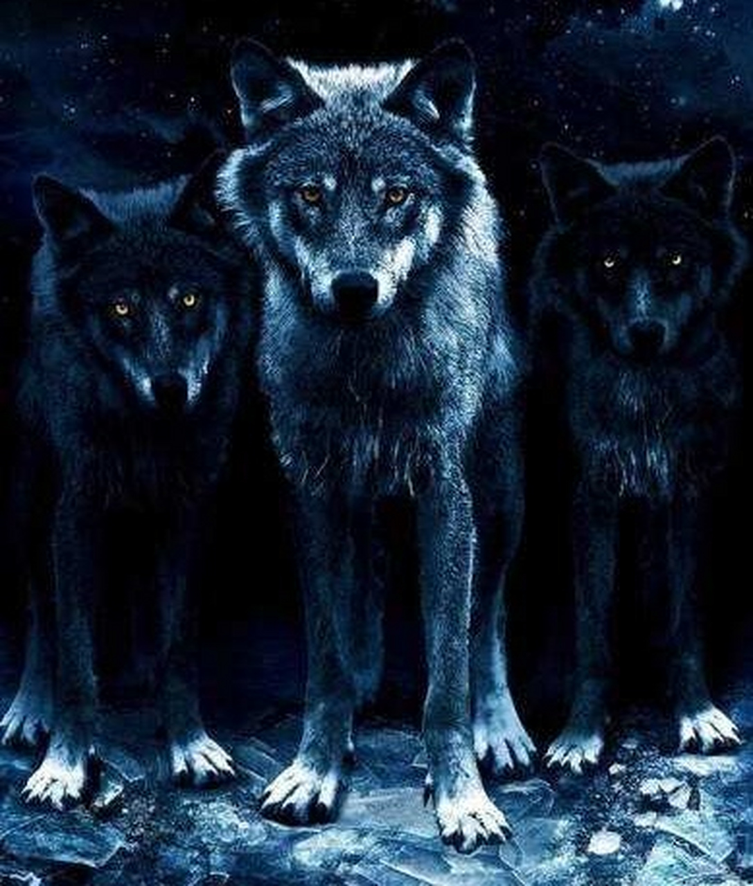 女儿问爸爸:爸爸,电视上的狼好凶狠,我们要是遇上一只怎么办?