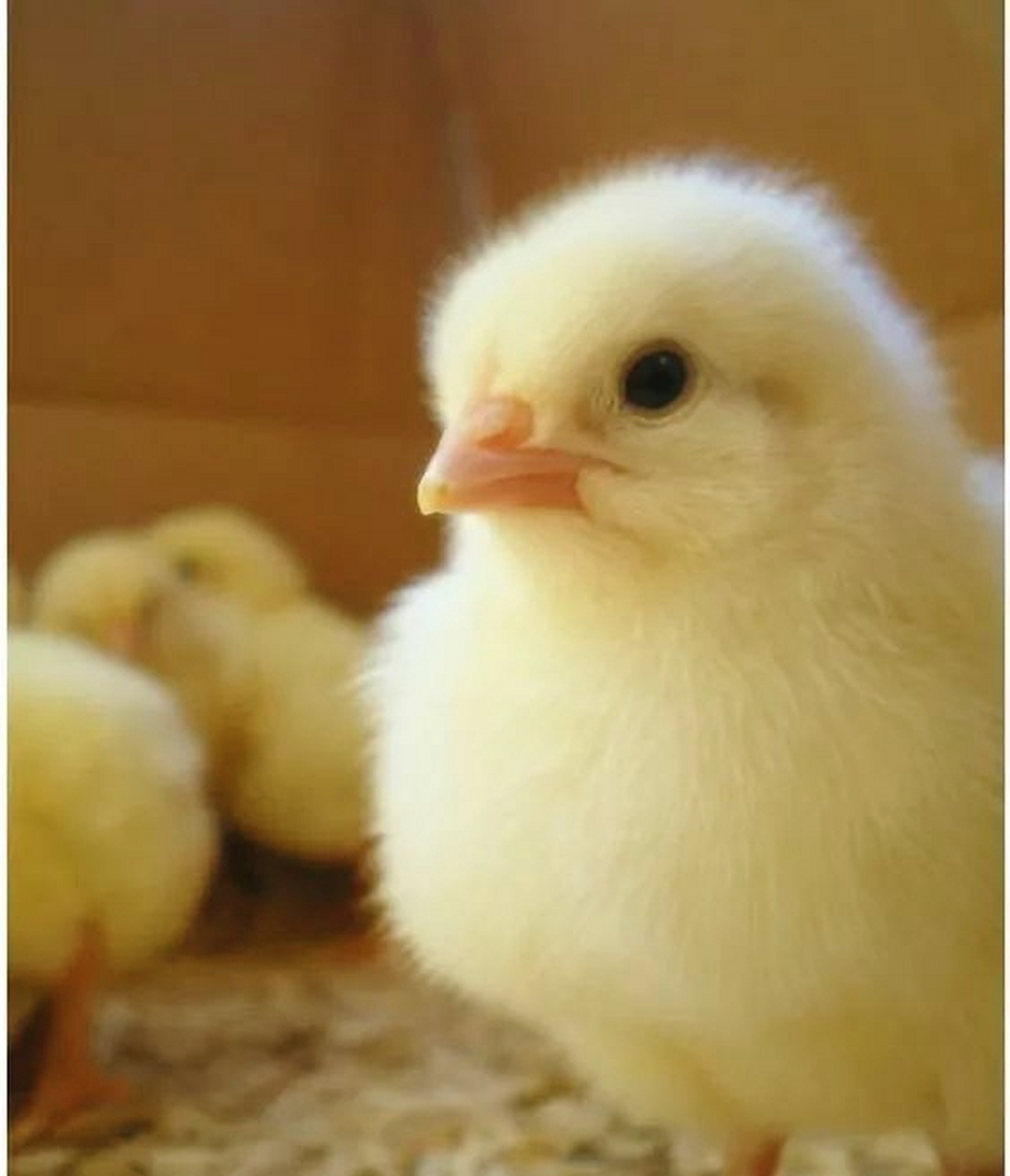 刚刚孵化的小鸡仔,毛绒绒,特别可爱,把小花猫都吸引过来了.#动物趣图