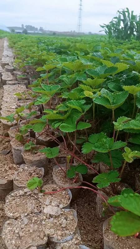 红颜草莓苗 三叶一芯 秋季出圃 长势健壮 毛细根发达 易成活