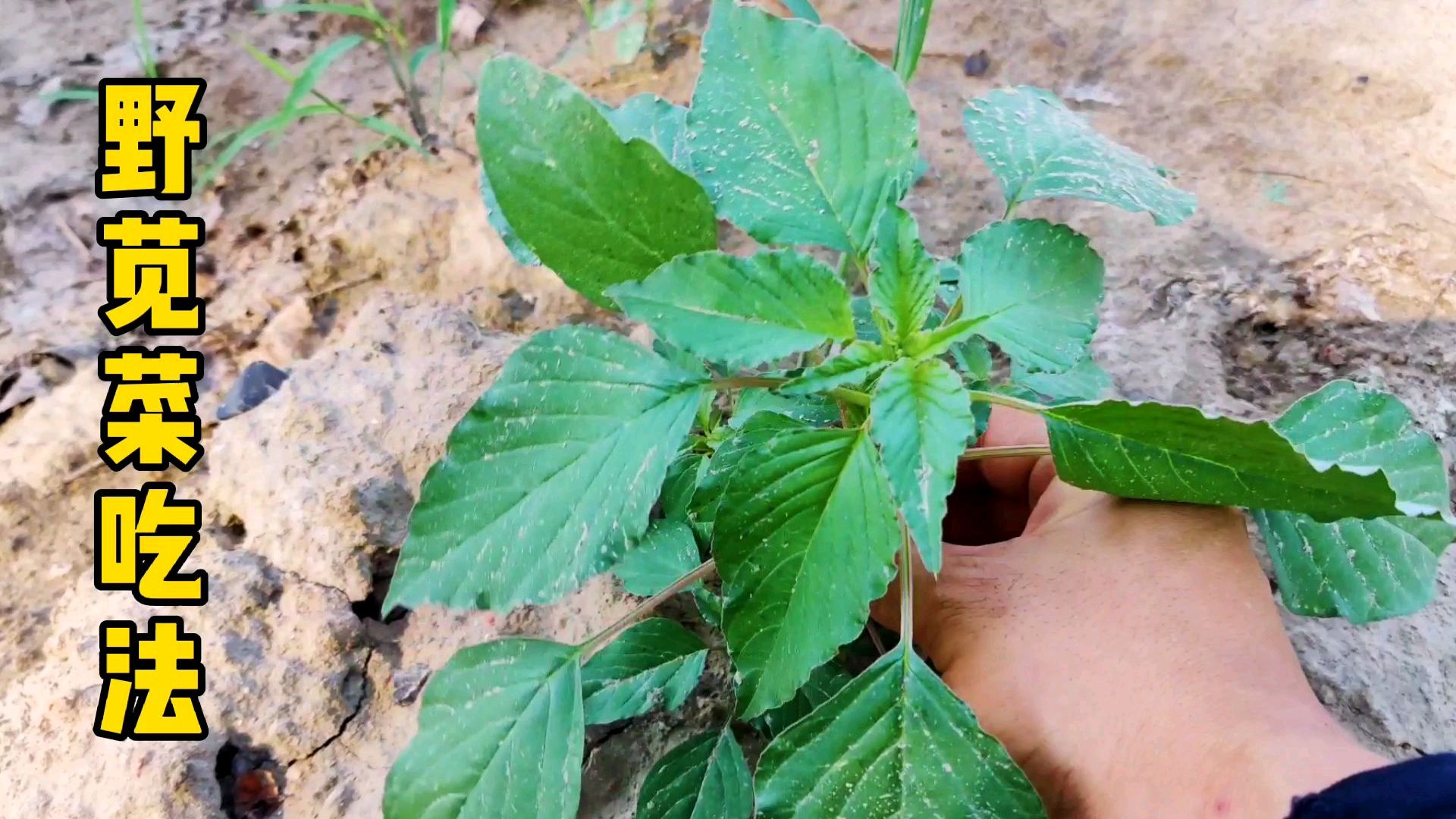 田间地头的美味之野苋菜,你吃过么?