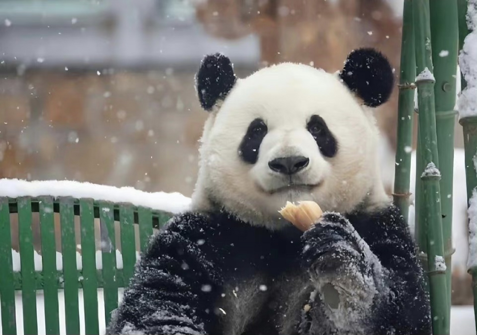 [心]#熊猫# #熊猫萌兰