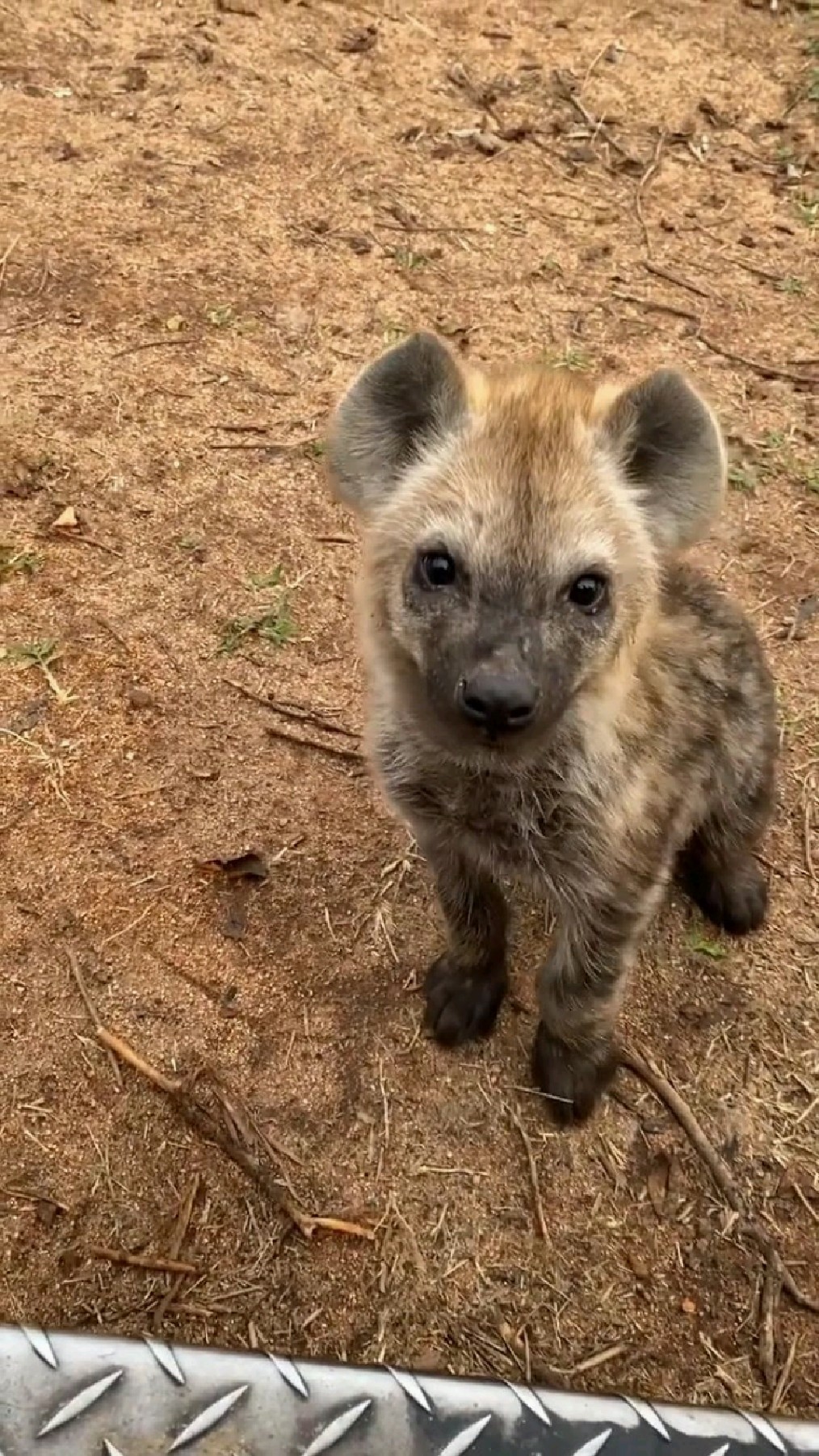 向导车旁玩耍的小鬣狗