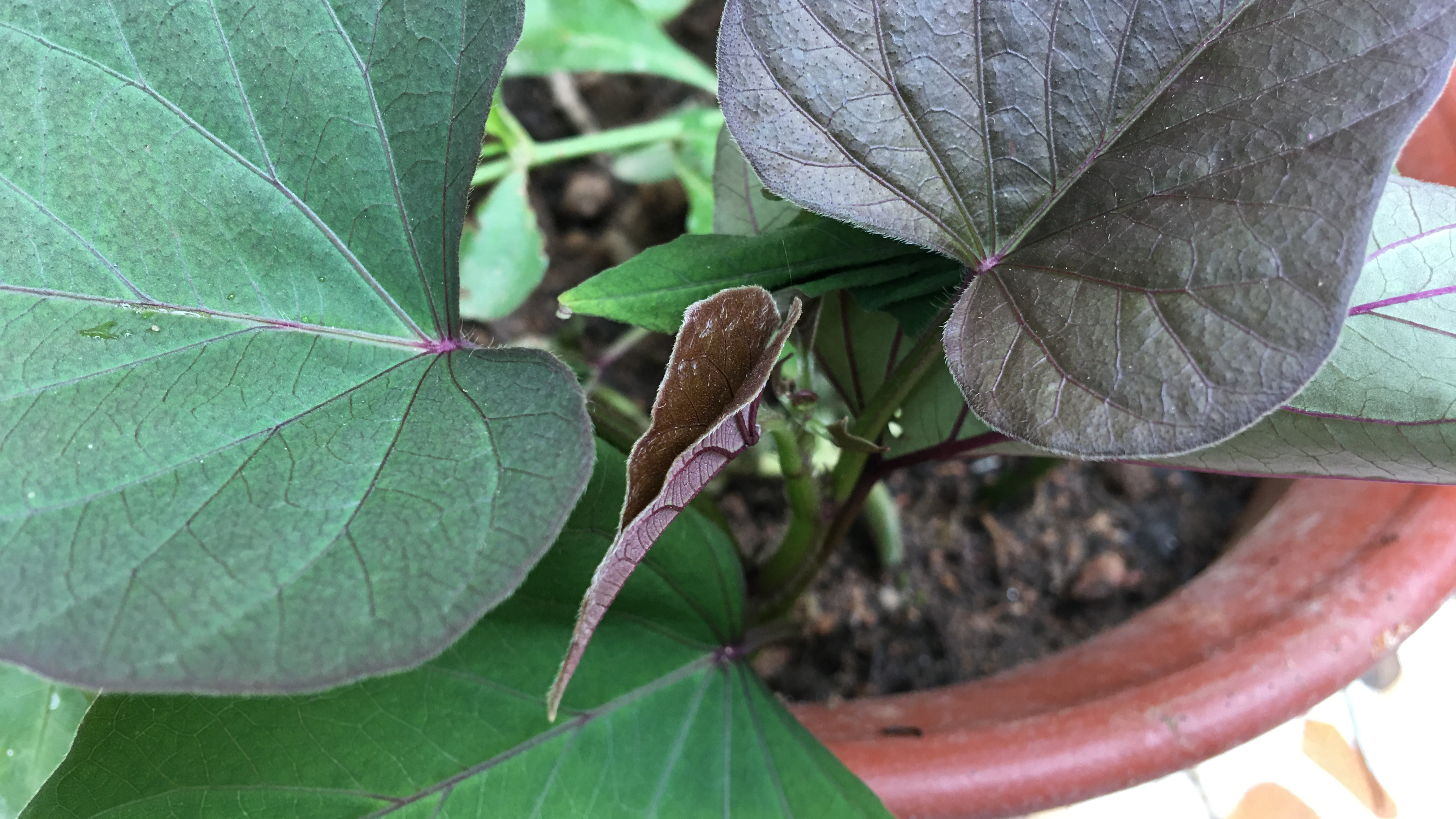 很好吃很好种的“1种菜”,用1节枝扦插到花盆里,能重复吃好多次