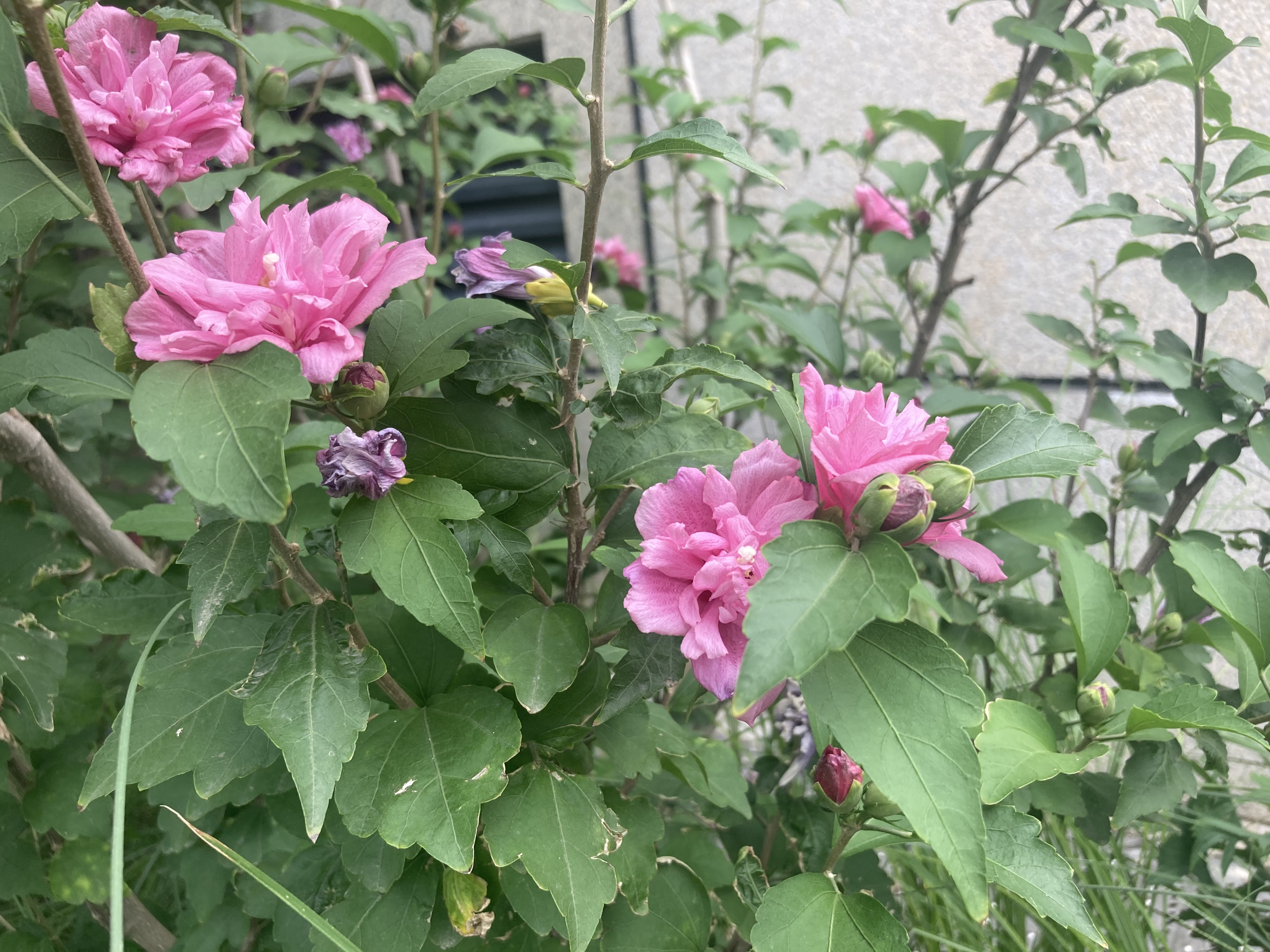 朝朝暮暮,满树繁花似锦——木槿花