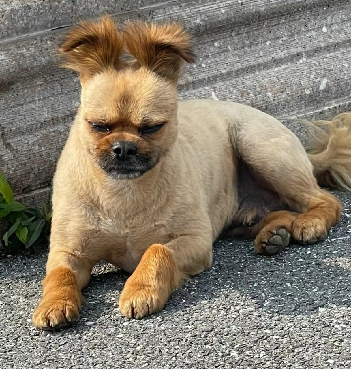 这小狗太可爱了,尤其这发型没谁了.