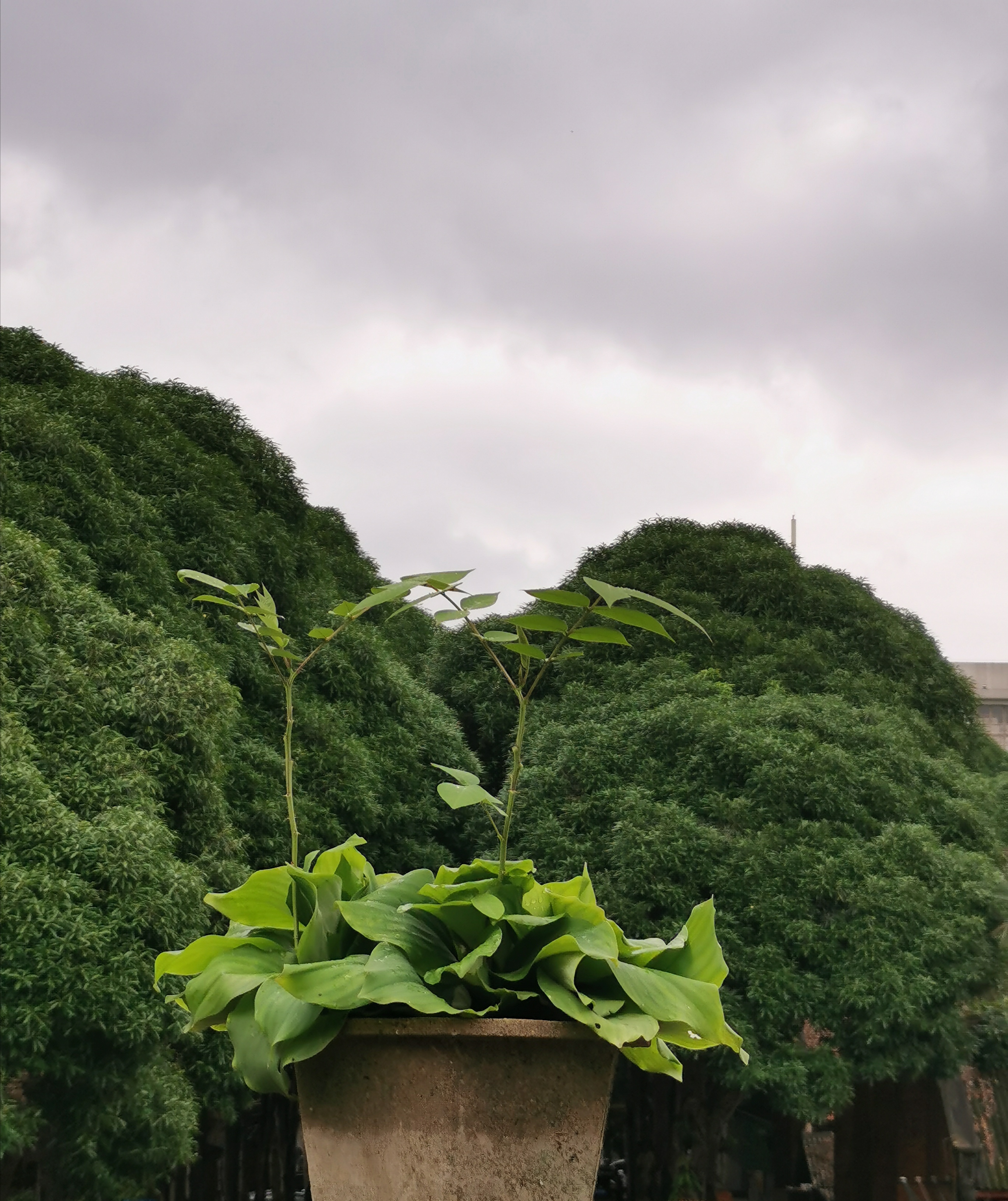 沙姜植株图片