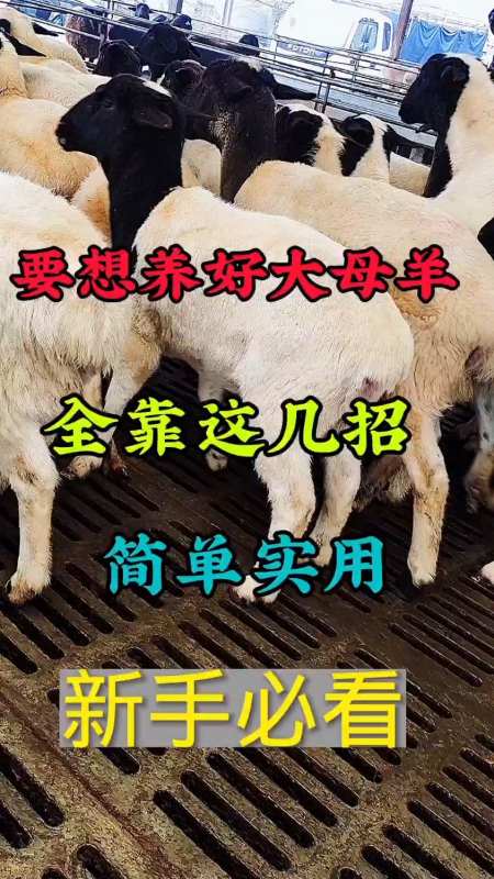 要想养好大母羊全靠这几招新手养羊记得收藏