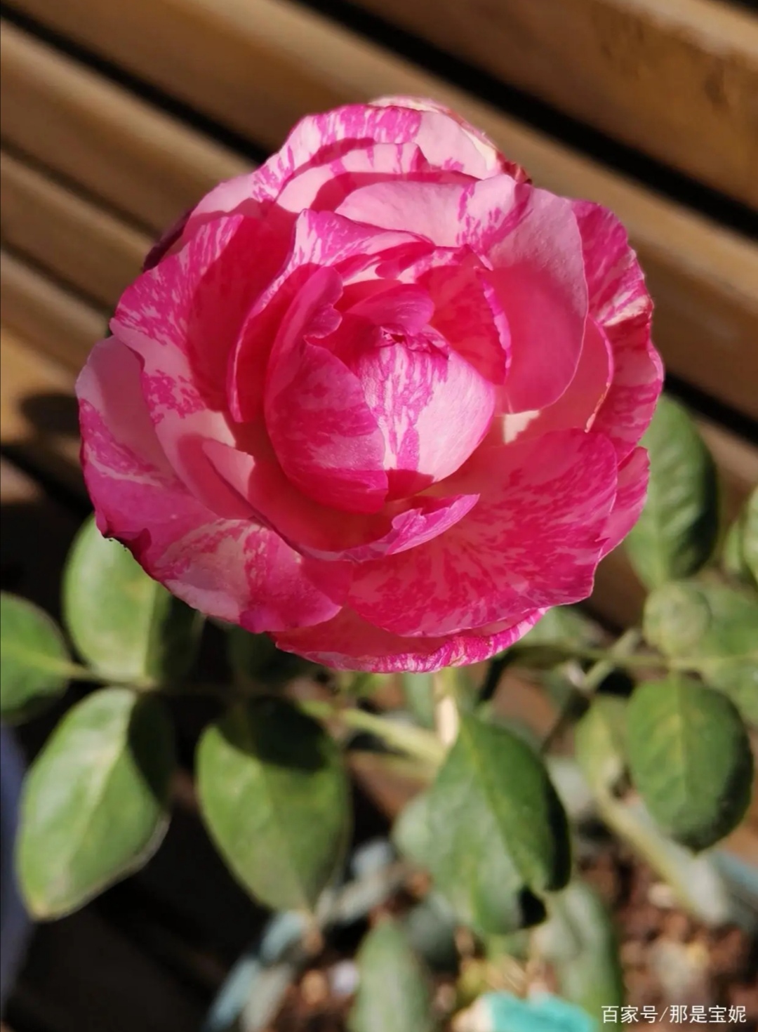 伊芙飞溅是大花浓香的条纹月季