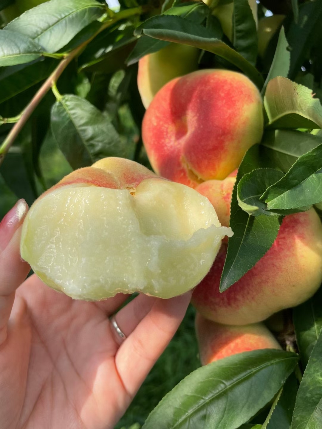 陕西大荔毛蟠桃最后一天接单了,明天下架再想吃就得等明年了