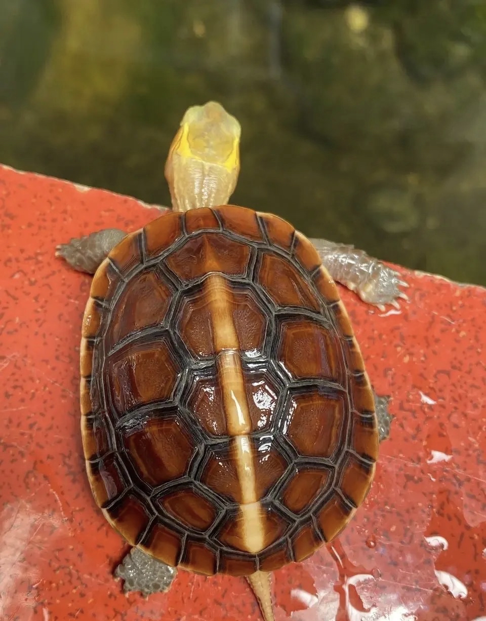 给刚入黄缘龟坑的龟友一些建议