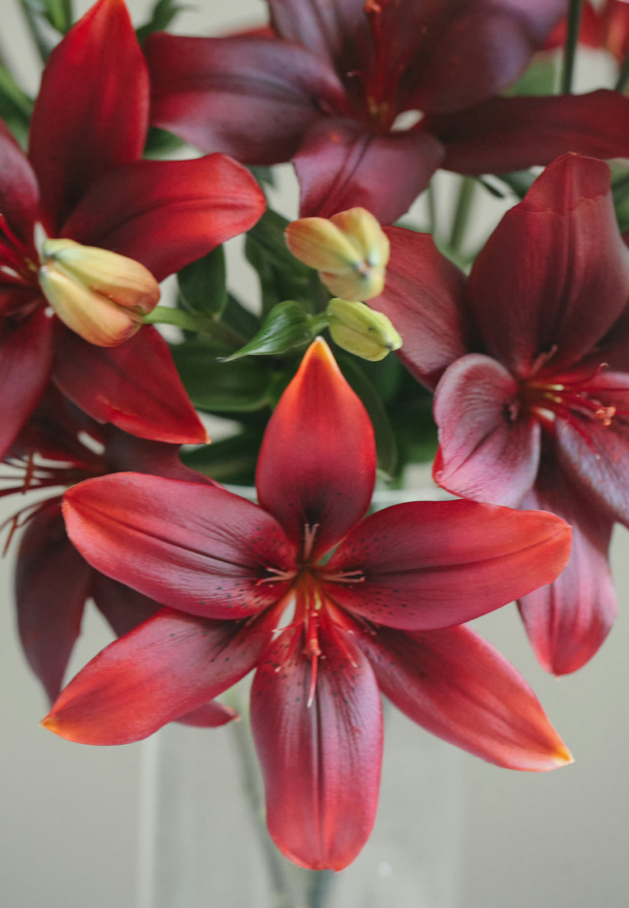 黑宝石百合08|纯正的酒红色,自带高级的油亮质感,与众不同也没有