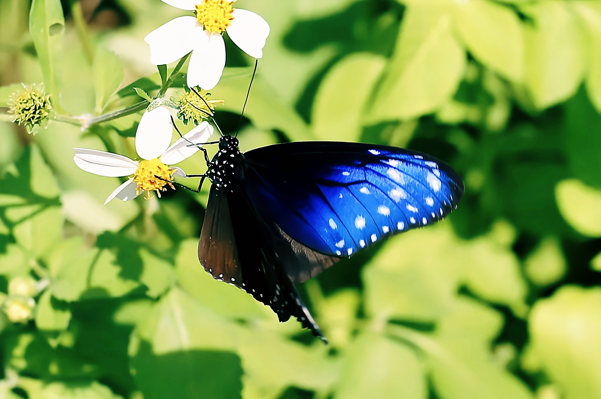 每天认识一种昆虫——异型紫斑蝶 异型紫斑蝶是紫斑碟属中型蝴蝶,它是