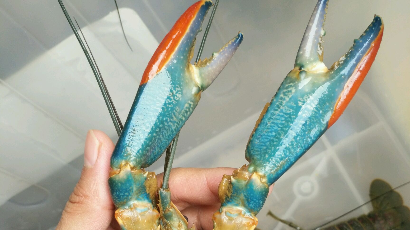 超好养的宠物虾,澳洲淡水蓝龙虾