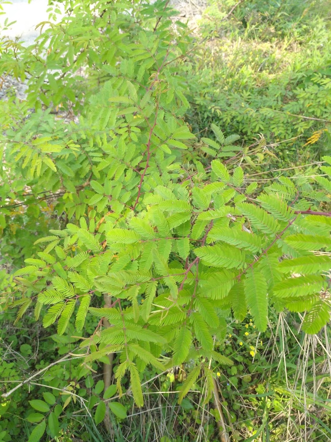 野生带刺树木