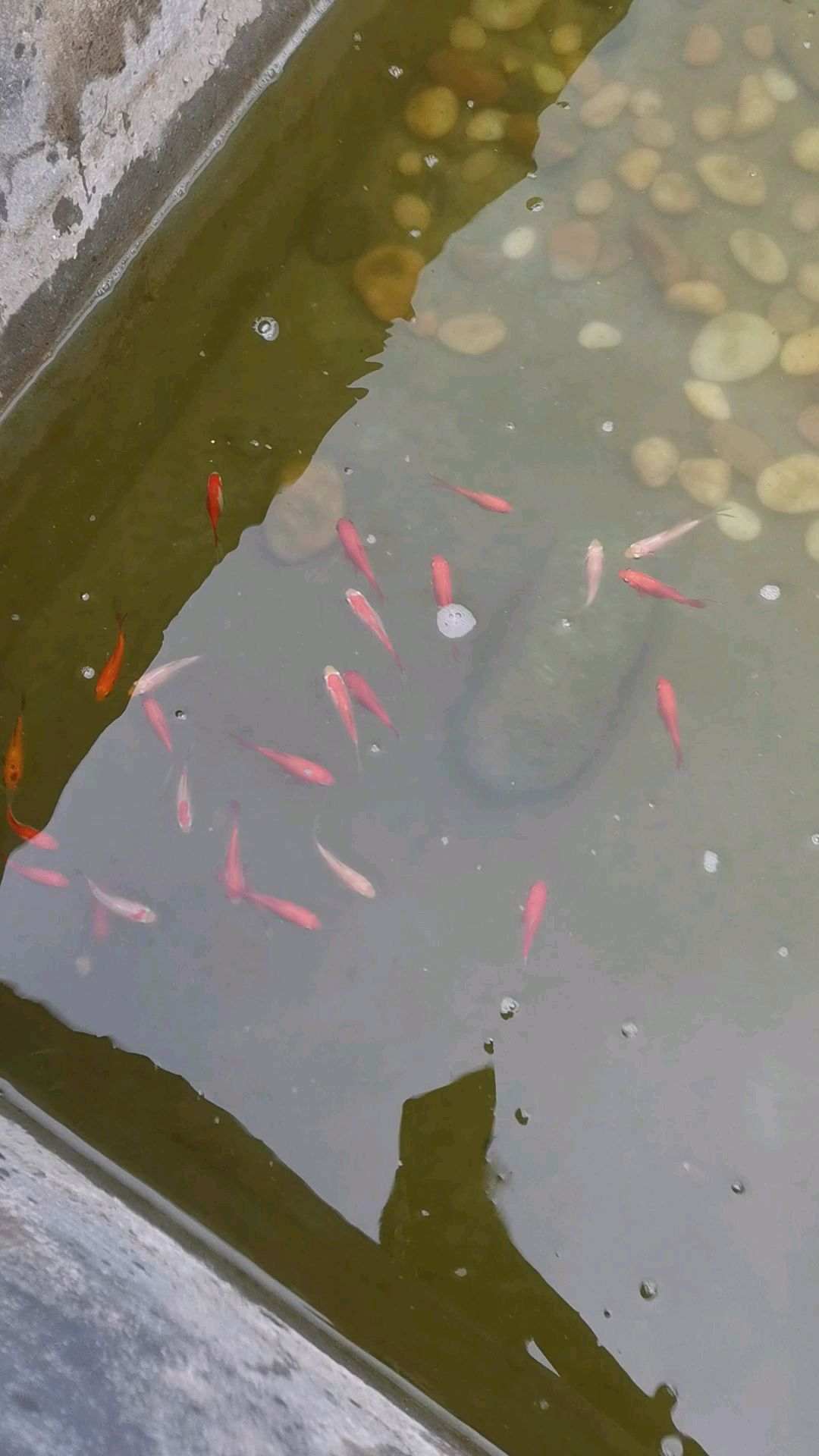 给鱼池买了几条锦鲤和红鲤鱼,然后不知什么时候下了小鱼,精心养了一阵现在都变色了