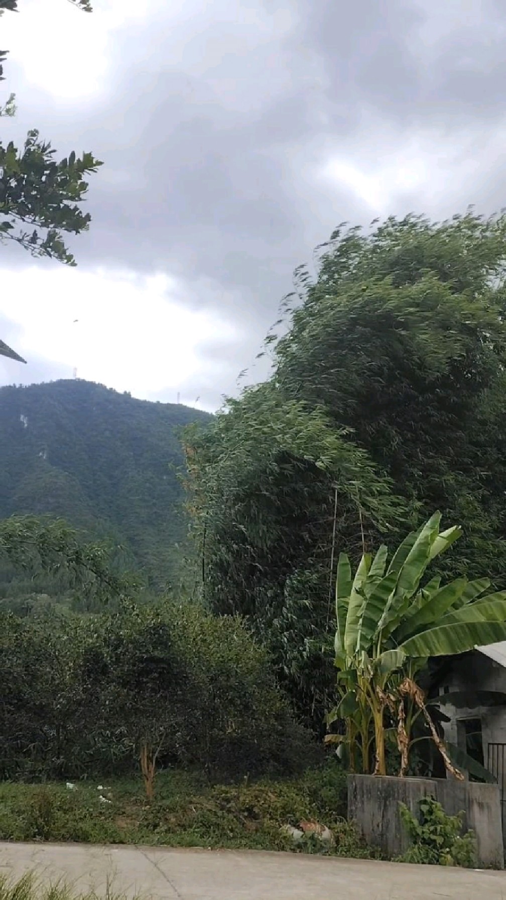 今天这风有点吓人,不知道玉米会扛得住这大风吗?