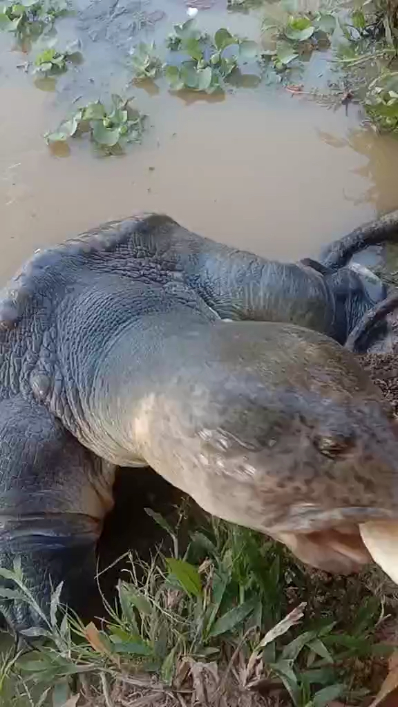 东南亚百年老鳖