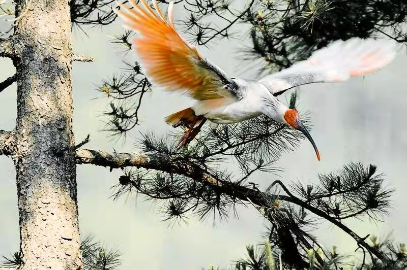 稻田学塾 日本国鸟