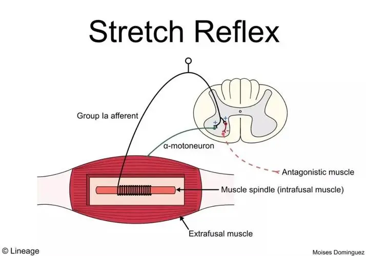 环太平洋学院-MET肌肉能量技术