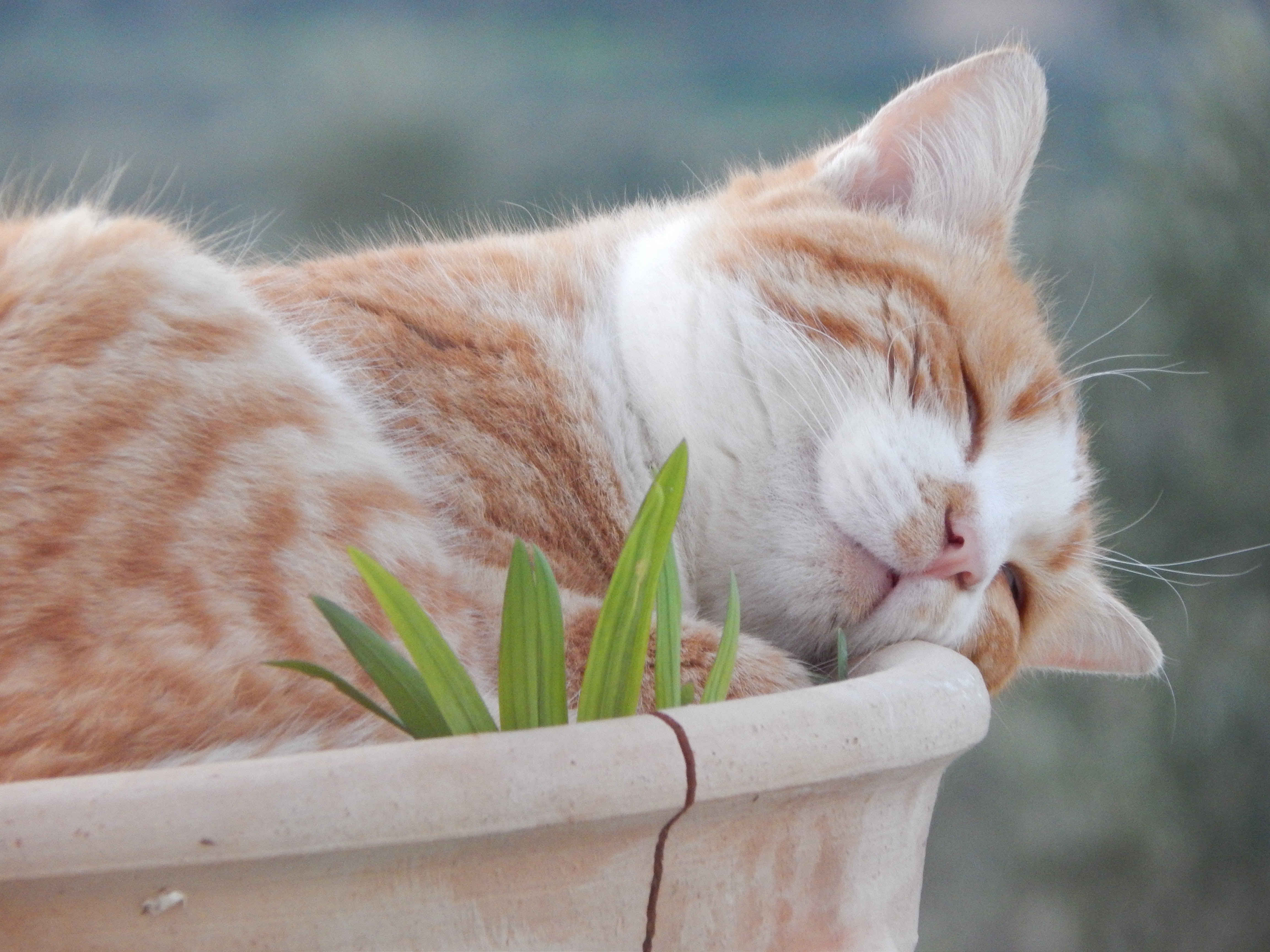 猫咪的可爱睡姿