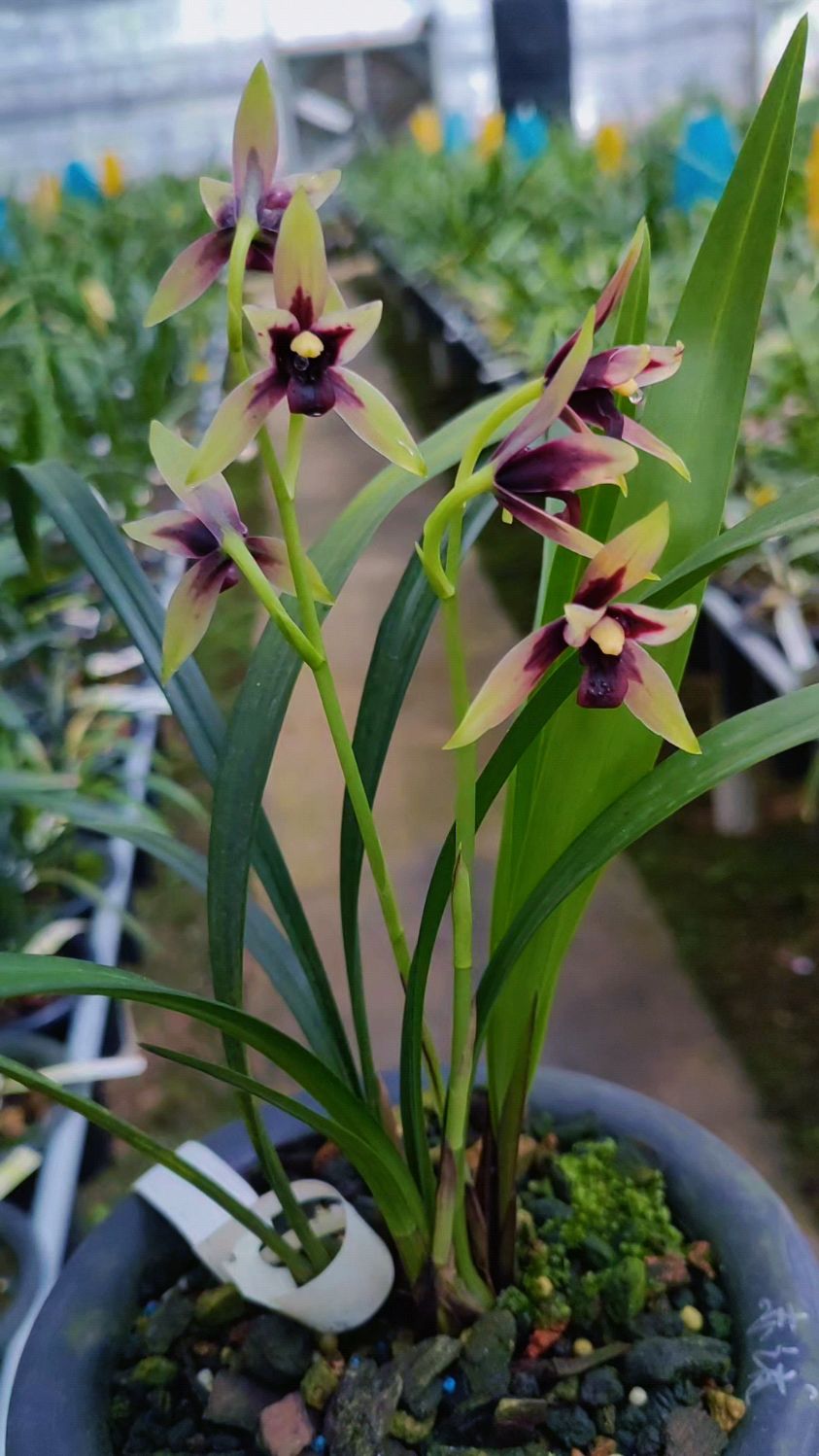 建兰红舌赤诚,又叫峨眉晨光-度小视