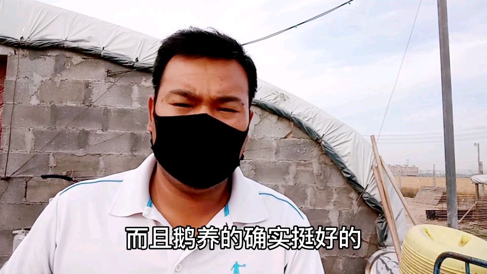 小李养鹅,前天徒弟卖鹅了,看看我们这边鹅什么价,他赚了多少钱