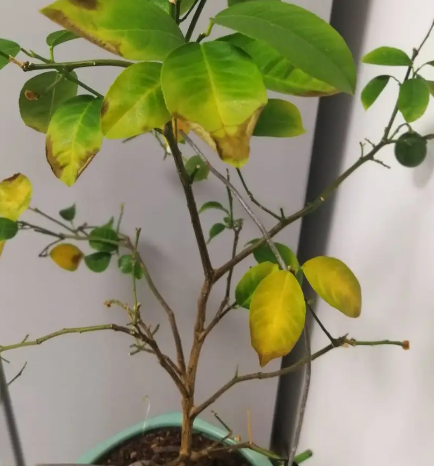 柠檬树叶子发黄是怎么回事?