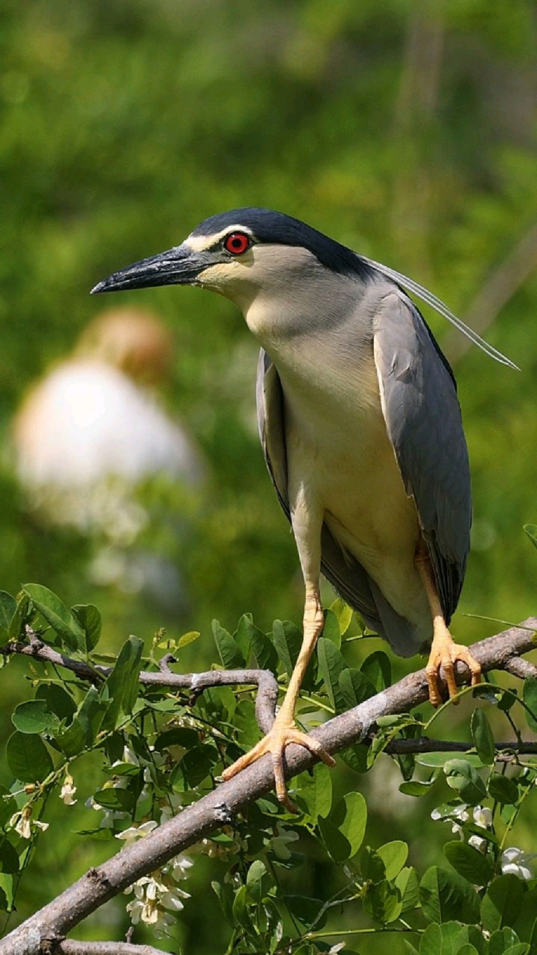 中华田园企鹅,你看它几分像企鹅?#夜鹭-度小视