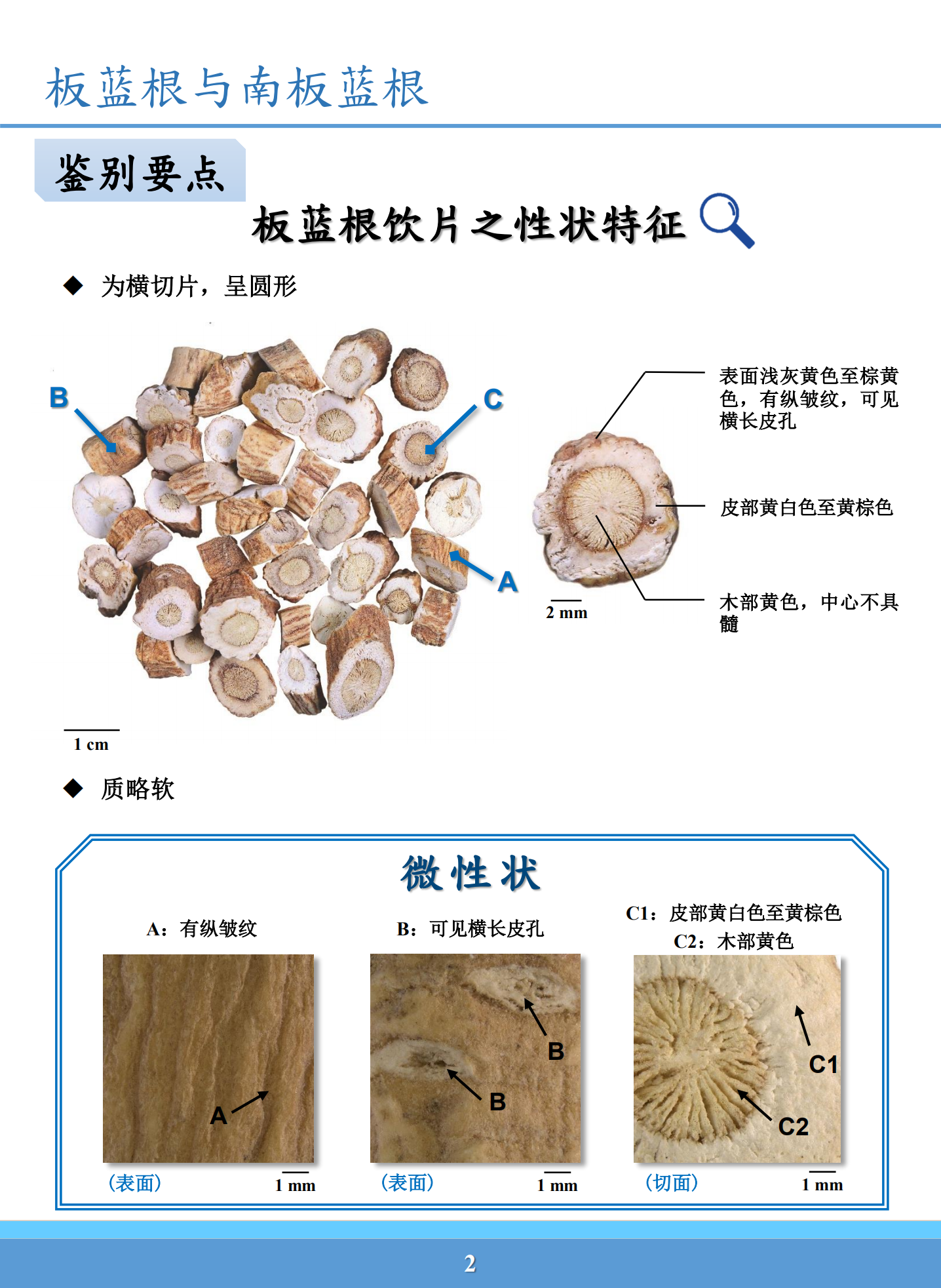 南板蓝根的功效与作用图片