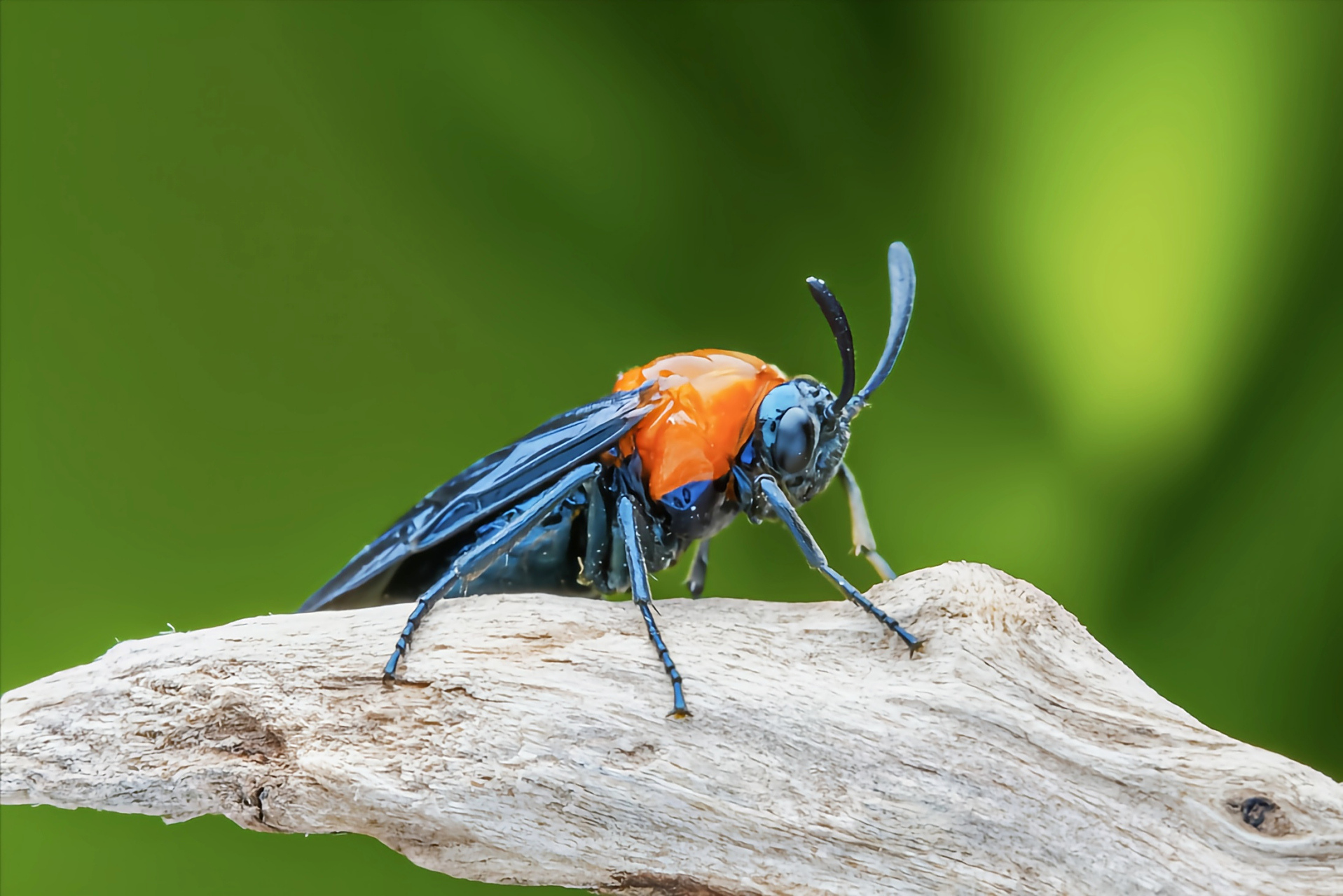 每天认识一种昆虫——樟叶蜂 樟叶蜂是膜翅目,叶蜂科,中脉叶蜂属昆虫