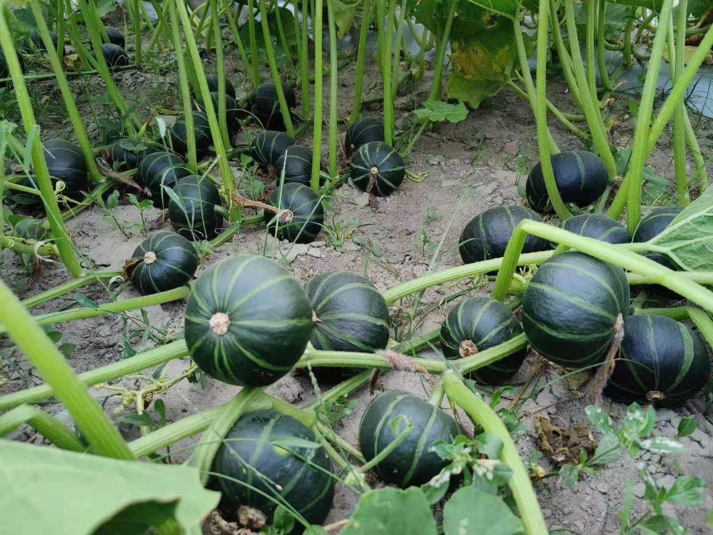 贝贝瓜的种植方法和管理技术?贝贝瓜病虫害如何防治