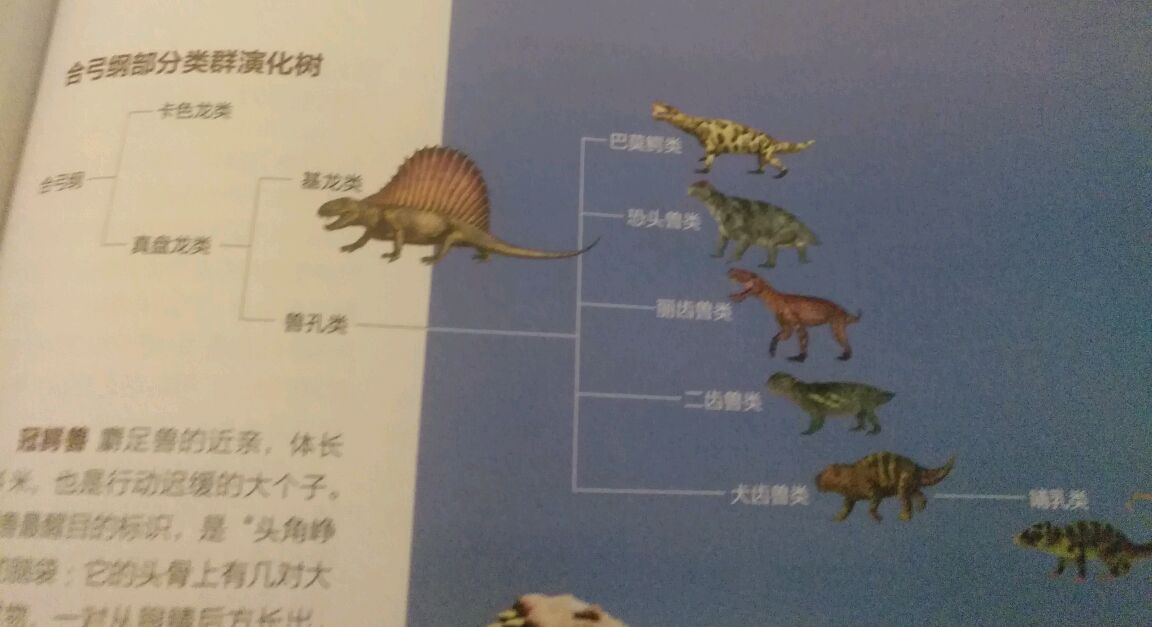 二叠纪(生物专栏:合弓纲)龙兽凶猛