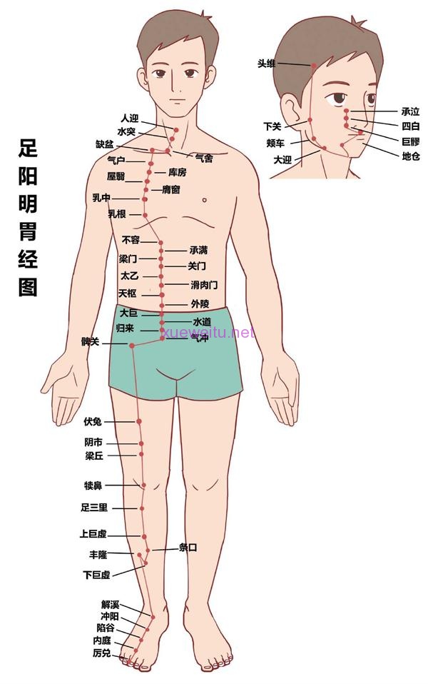 胃经络图6条的走向图片