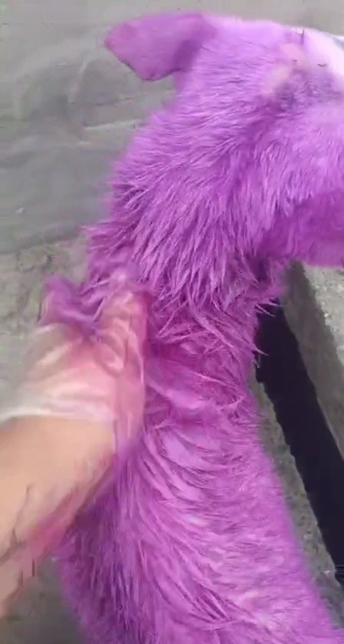 都说紫色很有韵味,这样是不是好看多了?