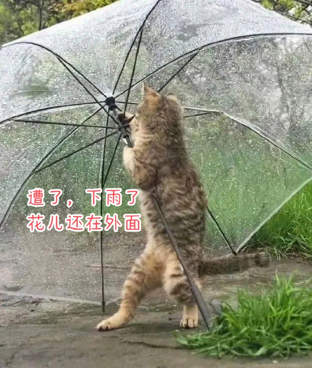 下大雨搞笑图片图片