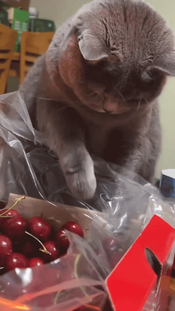 蓝胖子生气时的眼神,估计铲屎的很难活过两集.#搞笑萌宠