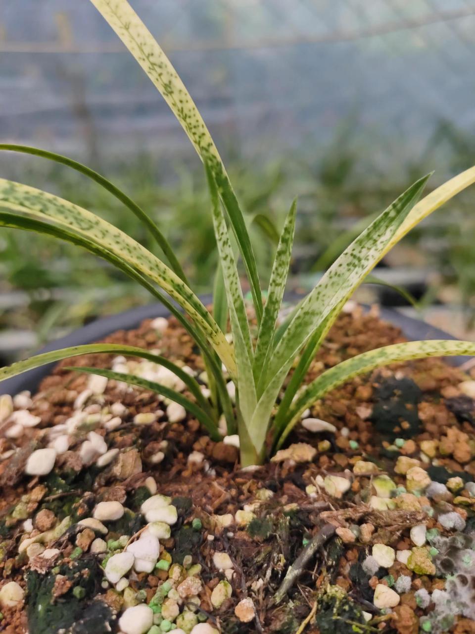 春兰蛇皮斑吻仔鱼大胖芽