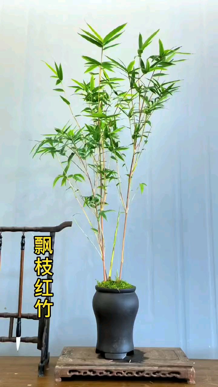 红观音竹,4-5杆32.