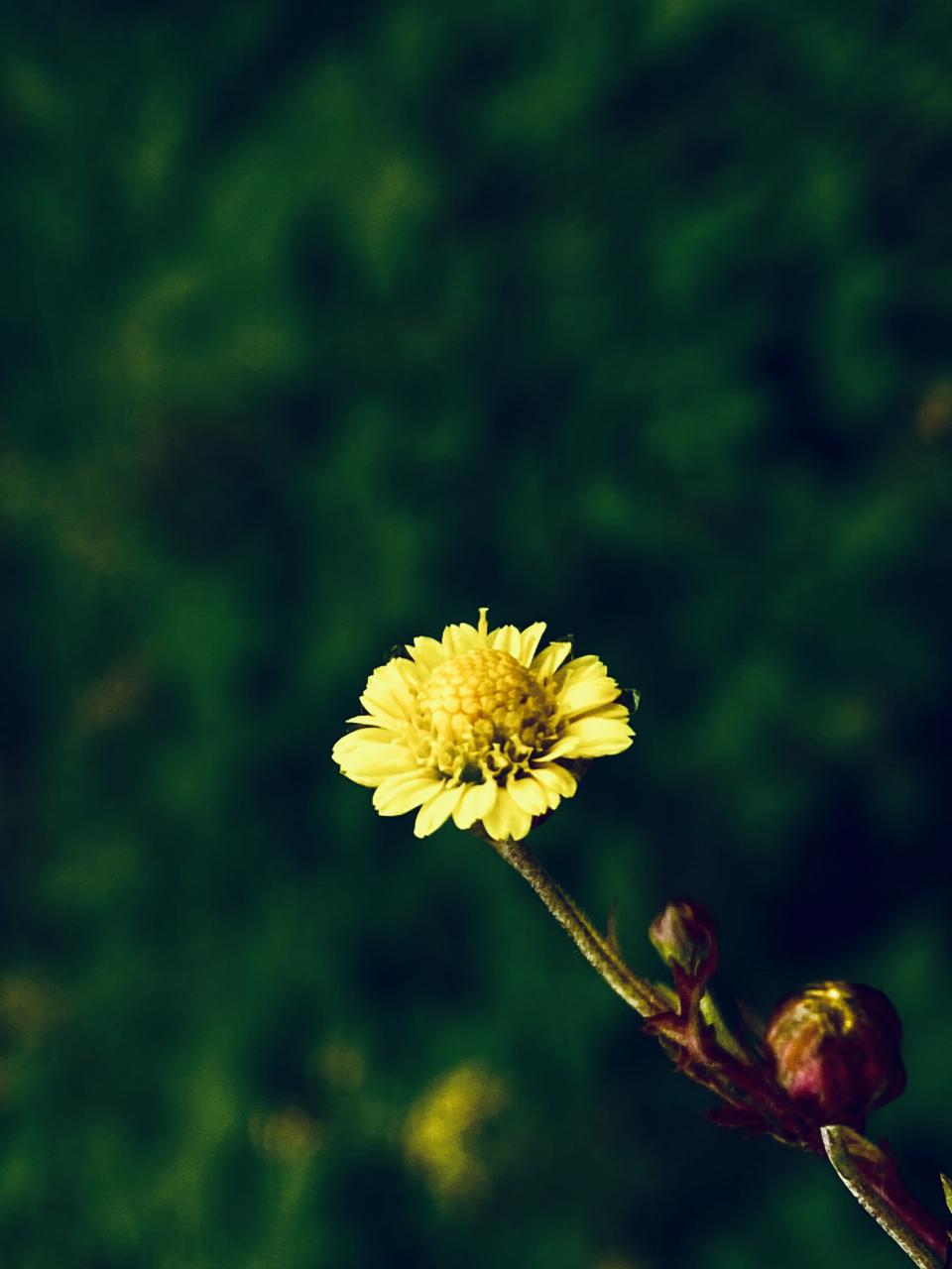 野菊花的秋天(图文原创)  秋雨阻挡了外出的脚步,闭门谢客,美其名曰
