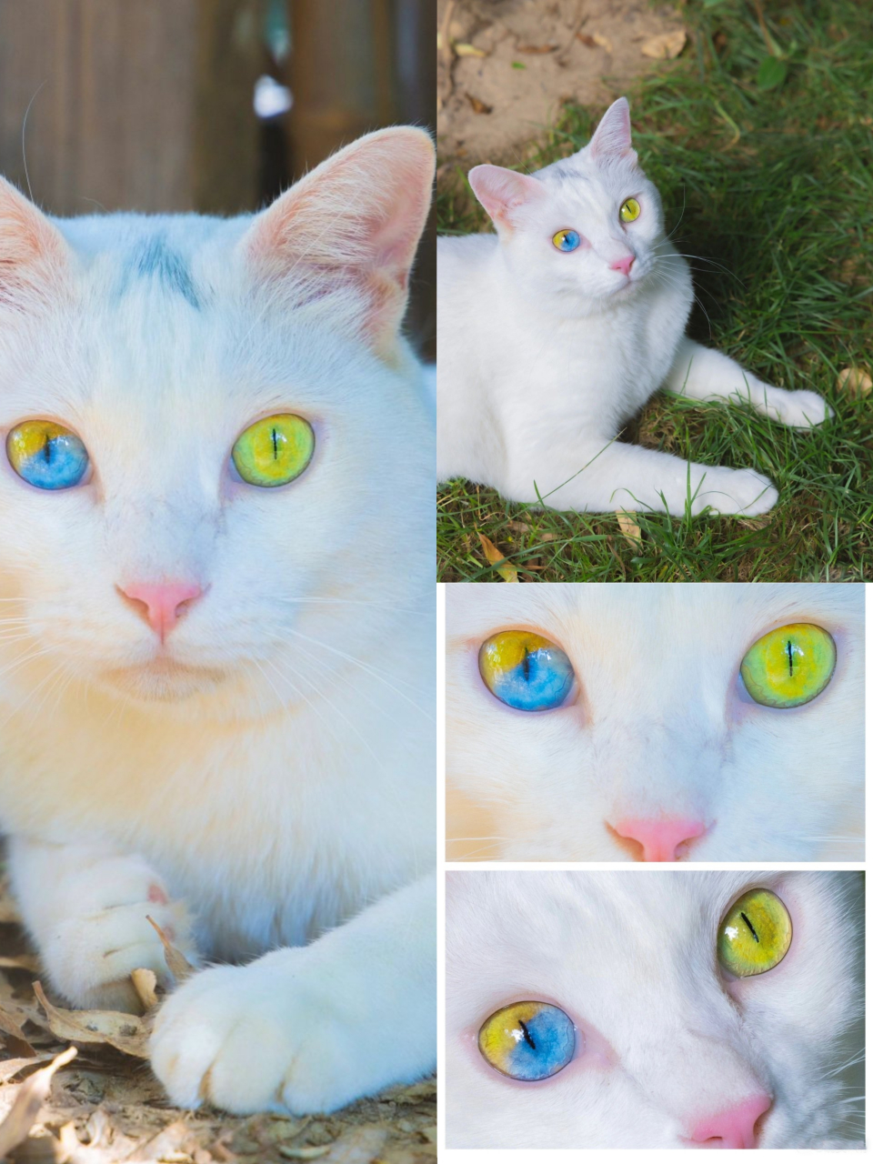 小猫拥有金蓝黄绿四色彩虹瞳,据说看到彩虹瞳会有好运哦!